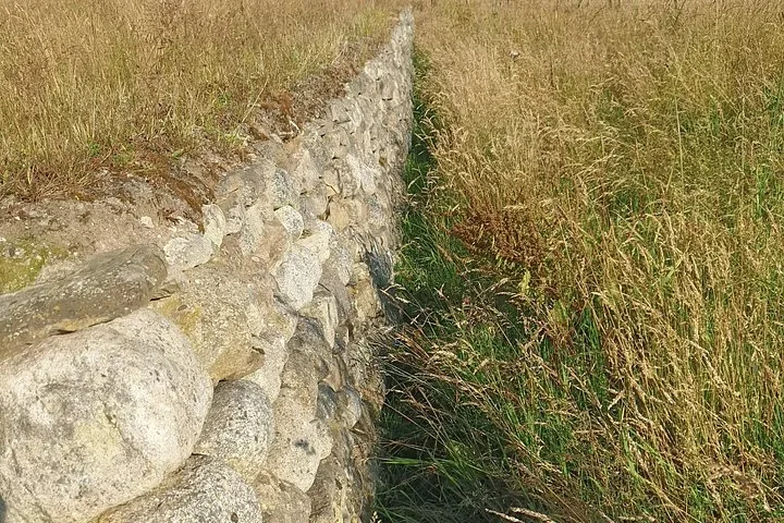 Low stone wall running through a field of tall grass at Culloden Battlefield